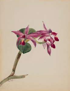 Cattlaya superbus da Mary Vaux Walcott