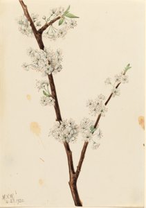 Prugna di Chickasaw (Prunus angustifolia) da Mary Vaux Walcott