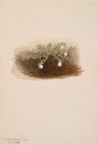 Chiogenes hispidula, 1904 da Mary Vaux Walcott