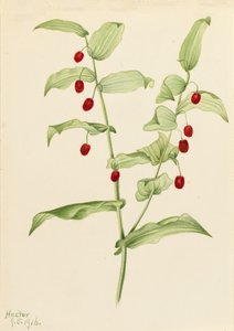 Streptopus amplexifolius