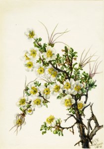 Cliffrose Cowania stanshuriana, 1934 da Mary Vaux Walcott