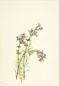 Conradina verticillata, 1934 da Mary Vaux Walcott