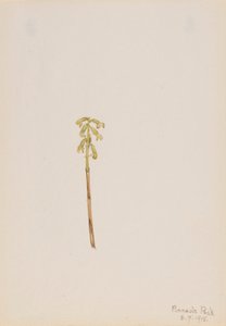 Corathorhiza corallorhiza da Mary Vaux Walcott