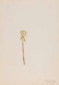 Corathorhiza corallorhiza, 1918 da Mary Vaux Walcott