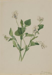 Cream Violet (Viola striata) da Mary Vaux Walcott