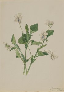 Viola striata crema, 1918 da Mary Vaux Walcott