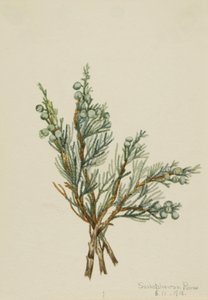 Ginepro Strisciante Juniperus horizontalis