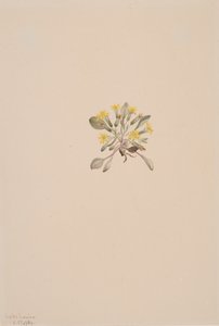 Crepis Elegans, 1904 da Mary Vaux Walcott