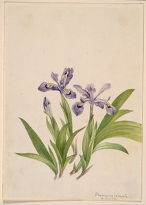 Iris crestata (Iris cristata)