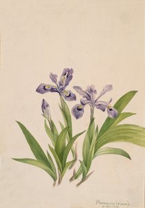 Iris crestato Iris cristata, 1918 da Mary Vaux Walcott