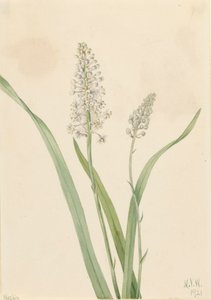 Chrosperma muscaetoxicum, 1921