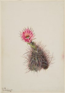 Cactus Cetriolo