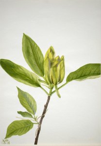 Cucumber Tree (Magnolia scuminata) da Mary Vaux Walcott
