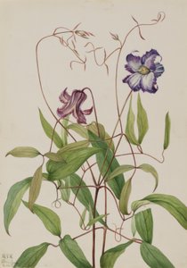 Clematide riccia (Clematis crispa) da Mary Vaux Walcott