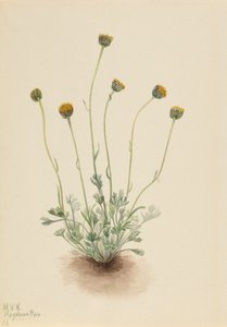 Erigeron Compositus Nudus da Mary Vaux Walcott