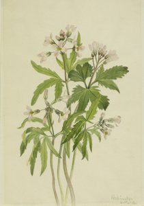 Dentaria laciniata, 1918 da Mary Vaux Walcott