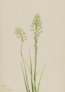 Camas velenoso Zygadenus venenosus, 1923