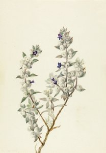 Salvia della Valle della Morte (Salvia funerea) da Mary Vaux Walcott