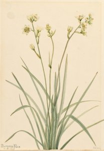 Mortemortem (Zygadenus elegans) da Mary Vaux Walcott