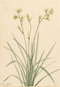 Zygadenus elegans da Mary Vaux Walcott