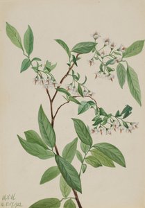Deerberry Polycodium stamineum, 1922 da Mary Vaux Walcott