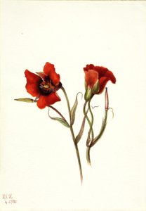 Mariposa del deserto (Calochortus kennedyi)