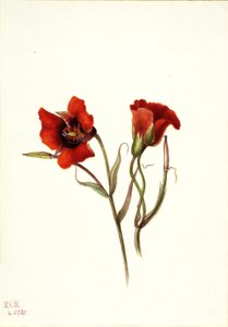 Mariposa del deserto Calochortus kennedyi, 1935