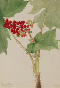 Echinopanax horridum, 1917 da Mary Vaux Walcott