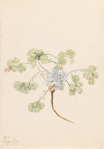Doppio vescicatore (Physaria didymocarpa) da Mary Vaux Walcott