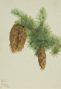 Abete di Douglas Pseudotsuga mucronata, 1923 da Mary Vaux Walcott