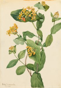 Caprifoglio di Douglas (Lonicera glaucescens) da Mary Vaux Walcott