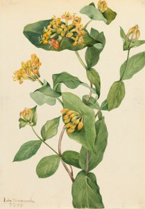 Caprifoglio di Douglas Lonicera glaucescens, 1919 da Mary Vaux Walcott