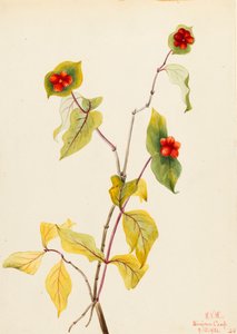 Caprifoglio di Douglas