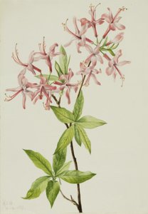 Azalea rosea, 1923