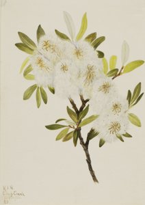Salice Drummond Salix drummondiana