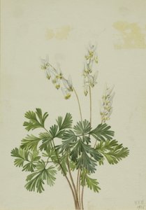 Breccia d