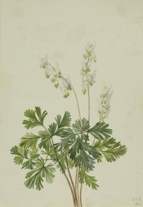 Calzoni dell