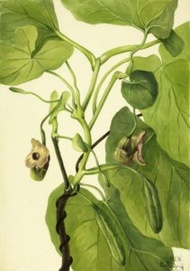 Aristolochia, 1934 da Mary Vaux Walcott