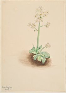 Sassifraga precoce (Saxifraga virginiensis) da Mary Vaux Walcott