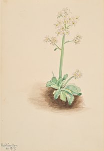 Sassifraga precoce Saxifraga virginiensis, 1917 da Mary Vaux Walcott