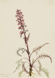 Testa di elefante (Pedicularis groenlandica) da Mary Vaux Walcott