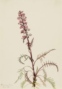 Pedicularis groenlandica da Mary Vaux Walcott