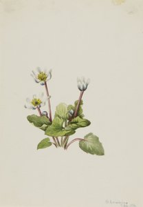 Elkslip Caltha leptosepala da Mary Vaux Walcott