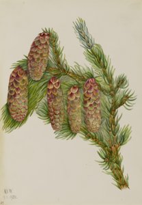 Abete Engelmann (Picea engelmanni) da Mary Vaux Walcott