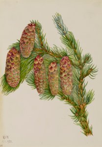 Abete Engelmann Picea engelmanni, 1920 da Mary Vaux Walcott