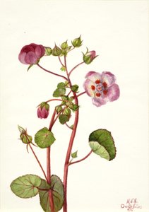 Eremalche rotundifolia da Mary Vaux Walcott