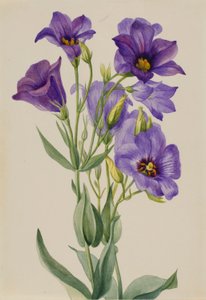 Eustoma russelianum da Mary Vaux Walcott