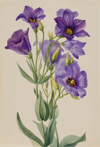 Eustoma russelianum, ca. primi anni 1930 da Mary Vaux Walcott