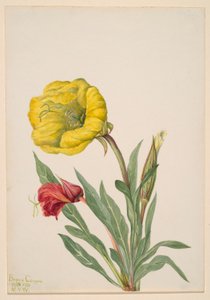 Enotera (Oenothera howardi)