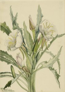 Primula della sera (Pachyoplus hirsutus)